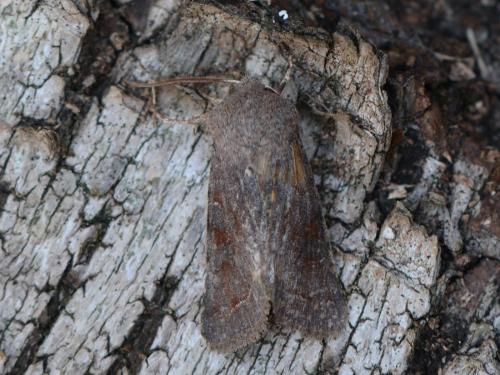Réf. 299 514 : Orthosia incerta